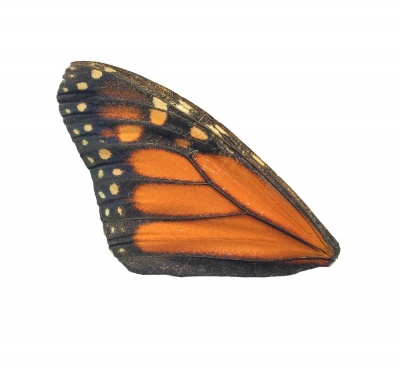 DANAUS PLEXIPPUS FRONT WING